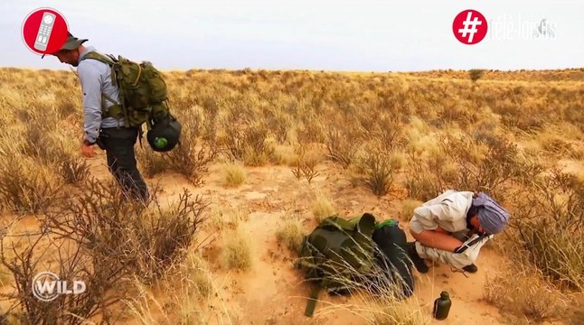 Samantha fesses nues dans Wild, la nouvelle séquence polémique