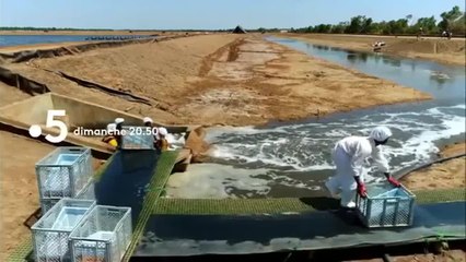 Crevettes en eaux troubles