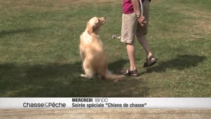 Les chiens de chasse