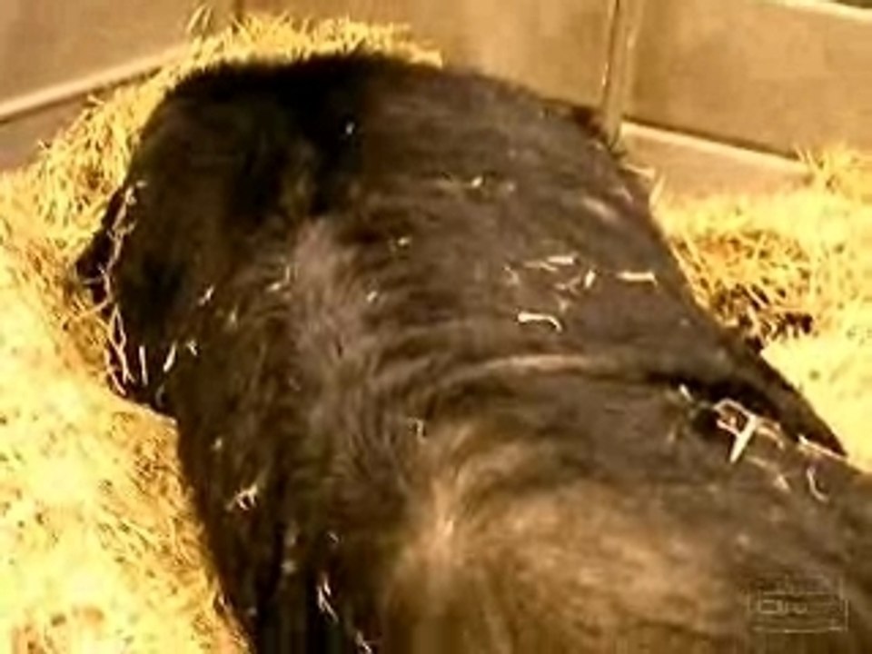 Coucouilles du Salon de l'agriculture