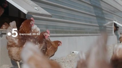 Faut-il arrêter de manger les animaux   - 28 février