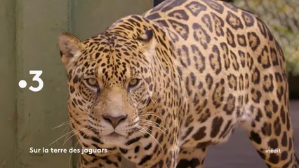 Muriel Robin sur la terre des jaguars - 26 février