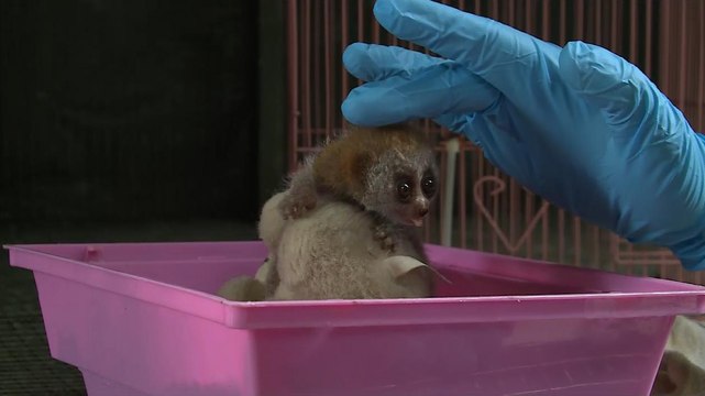 3000 animaux, safaris nocturnes... Découvrez l'incroyable zoo de Singapour !