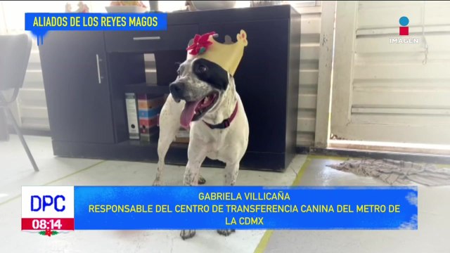 Perritos llevan cartas a los Reyes Magos