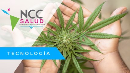 Cannabis medicinal, la nueva industria en Colombia