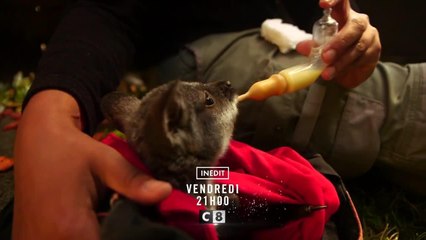 Les incroyables naissances des bébés animaux