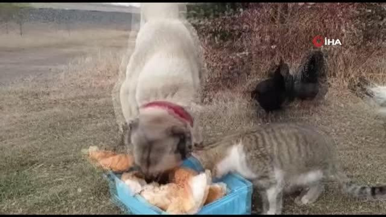 Kedi, köpek ve tavuk aynı kaptan yemek yiyor...Kangal köpeğinin kediyle dostluğu yürekleri ısıttı