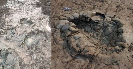 Des empreintes de dinosaures, datant de 200 millions d'années, ont été découvertes sur une plage du Pays de Galles