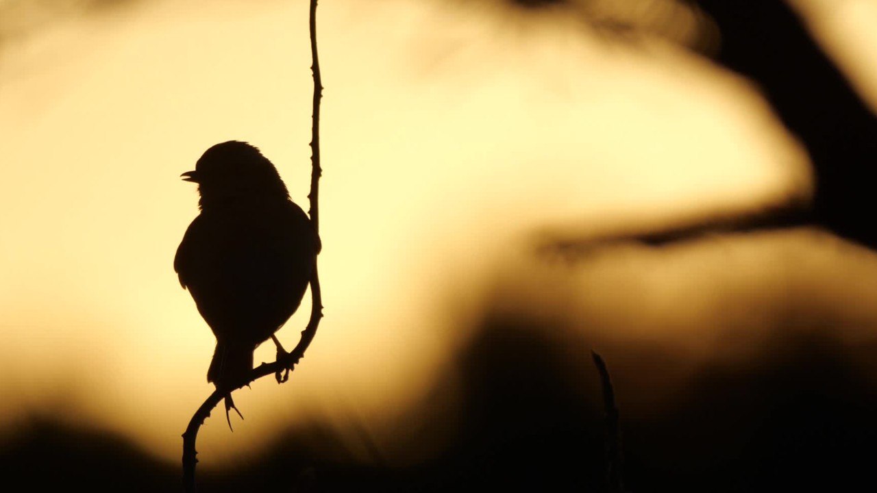 Quelles sont les différences entre un oiseau de...