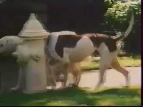 L'incroyable voyage à San Francisco