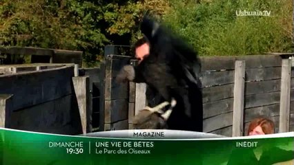 Une vie de bêtes