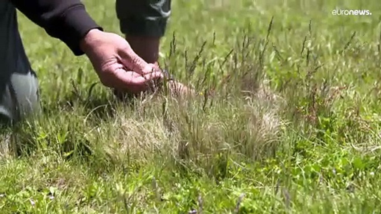 L'Australie se demande si il faut abattre les chevaux sauvages