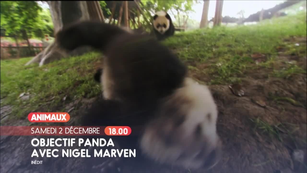 Objectif panda avec Nigel Marven