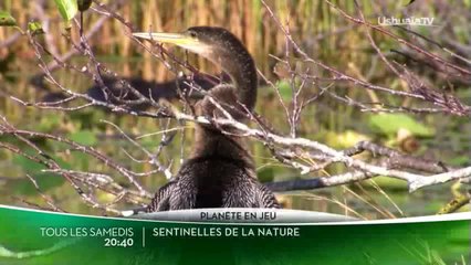 Sentinelles de la nature