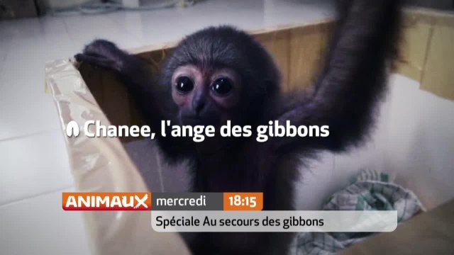 Chanee, l'ange des gibbons