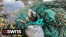 A grey seal was rescued when it was cut free from a fishing net which had washed onto a beach - which would have killed it in a matter of days