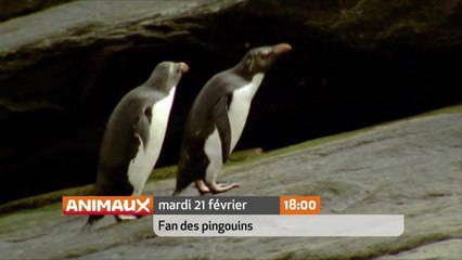 Fan des pingouins