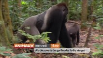 A la découverte des gorilles des forêts vierges