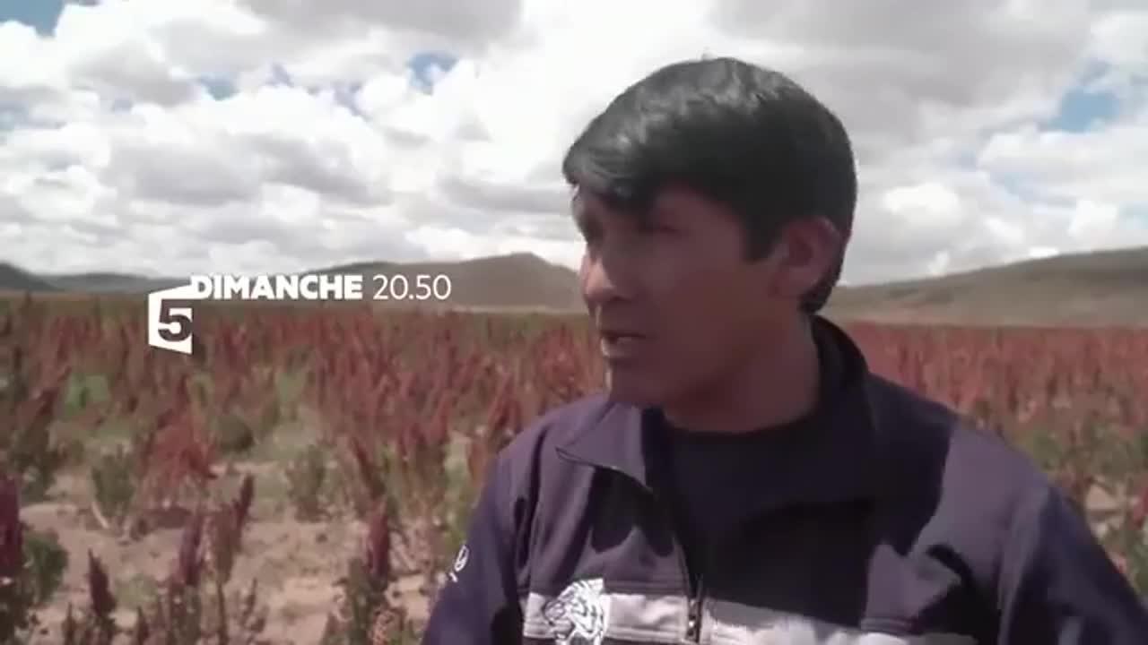 Quinoa, prenez-en de la graine !