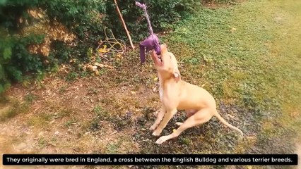 Most Amazing Facts about Pitbulls