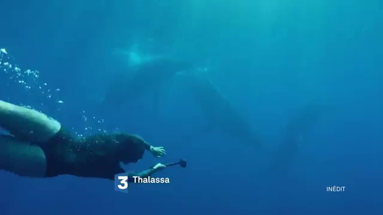 Thalassa