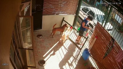 Dogs Slip Out Gap in Gate