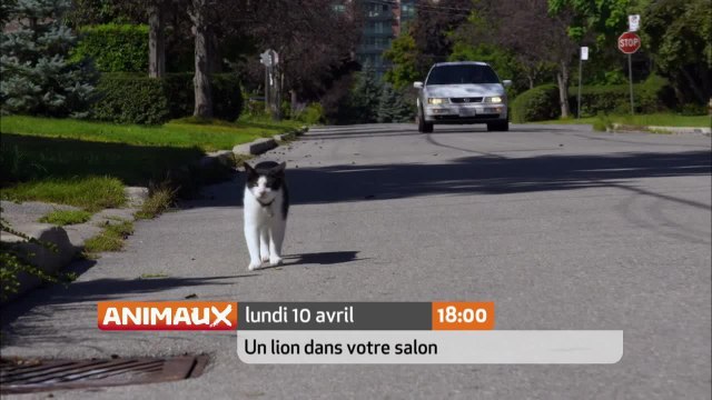 Un fauve sur le canapé