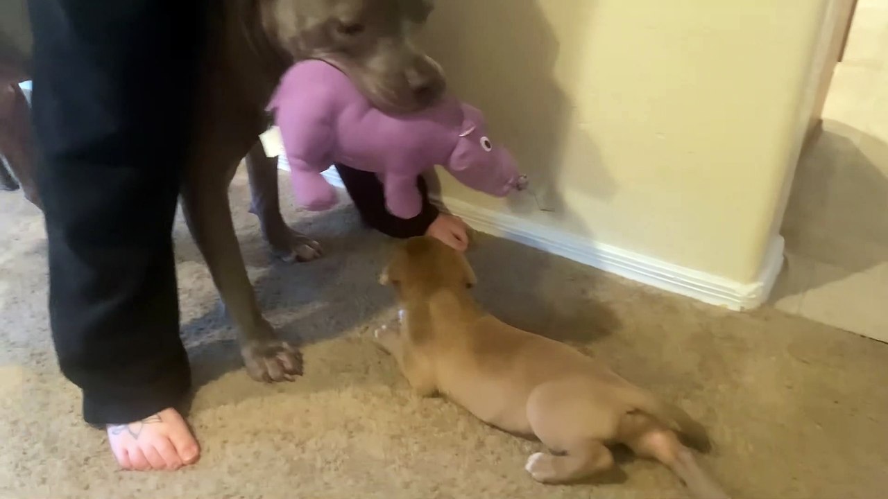 Pitbull Gets Jealous of His New Brother