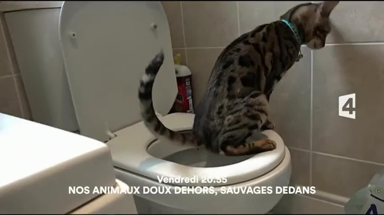 Nos animaux, doux dehors, sauvages dedans