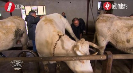 Bienvenue chez nous : frappé violemment par une vache, ce candidat a frôlé la catastrophe