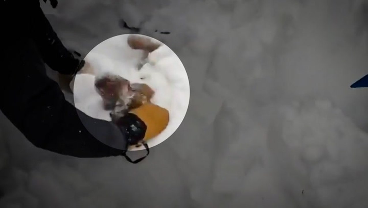 Shocking footage shows dog found alive, buried...
