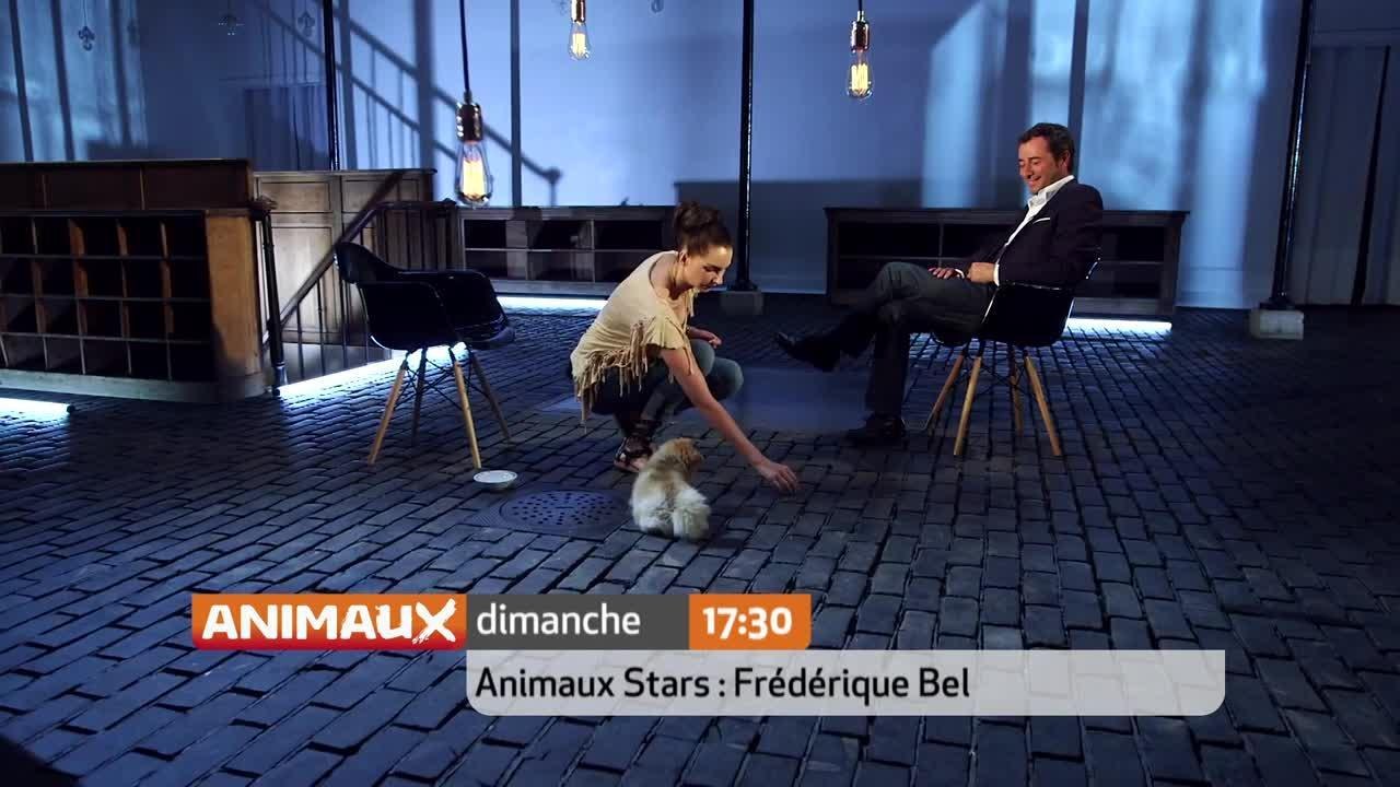 Animaux stars