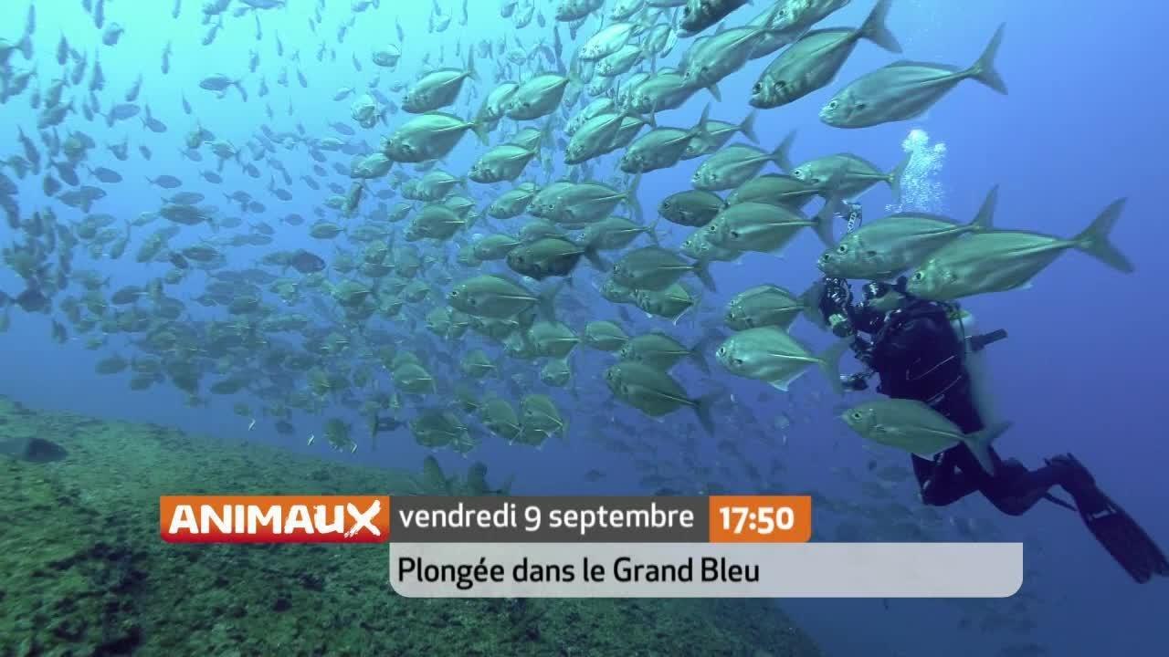Plongée dans le grand bleu