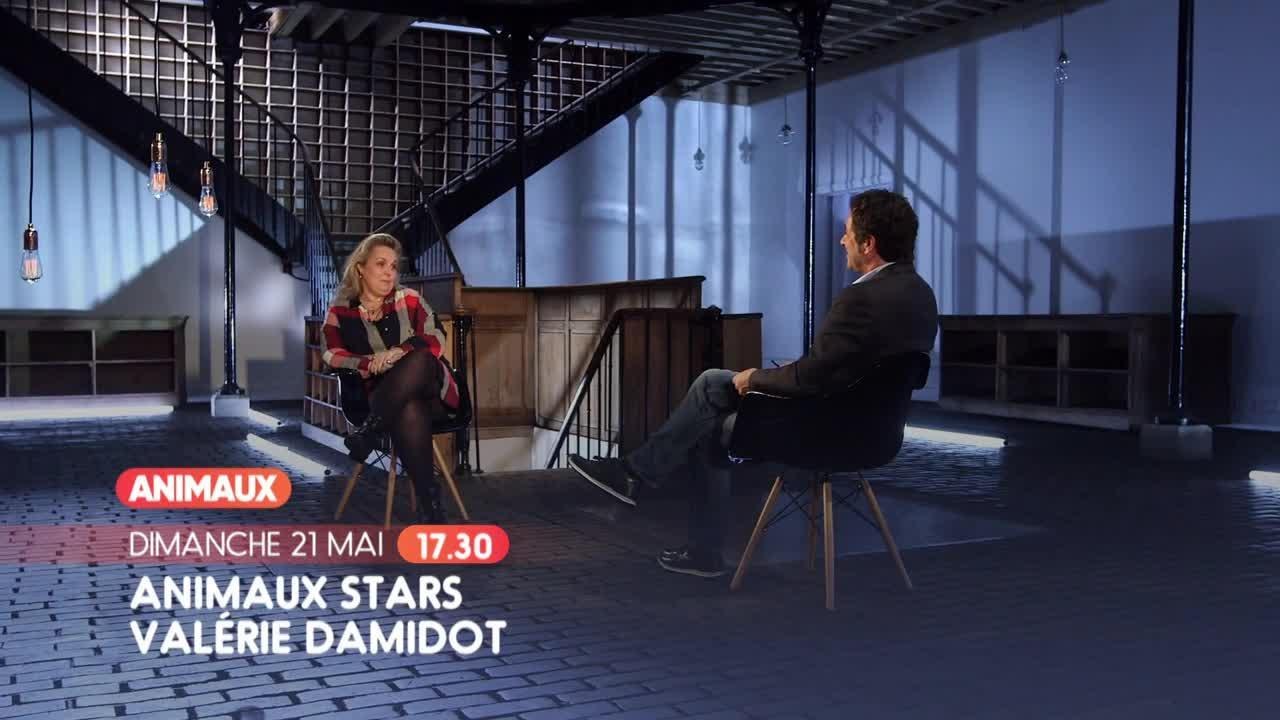 Animaux stars
