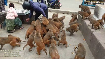 monkey love papaya || feeding papaya, banana, purple yam, taro and  cassava