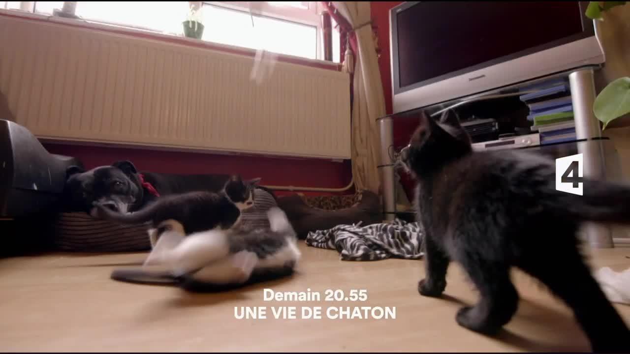 Nos animaux, doux dehors, sauvages dedans - 27 octobre