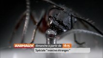 L'organisation secrète des fourmis