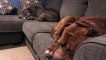 Adorable GIANT pitbulls sleeping peacefully  HULK & KOBE