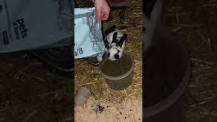 Bunny Goes for the Bag