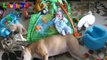 Cute Pitbull Dogs Loving And Playing With Babies Compilation