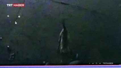 Gaziantep'te sokak köpeği kadına saldırdı