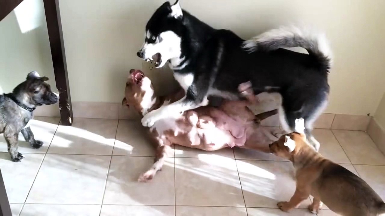 Husky and pitbull fight then a KISS lol