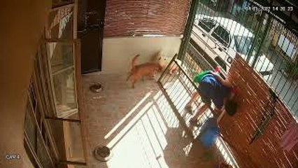 Dogs Slip Out Gap in Gate