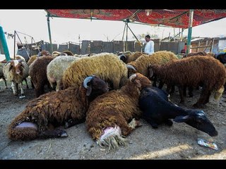 كلبة ترضع خروفاً  وجدل على السوشيال بين الحرام والحلال