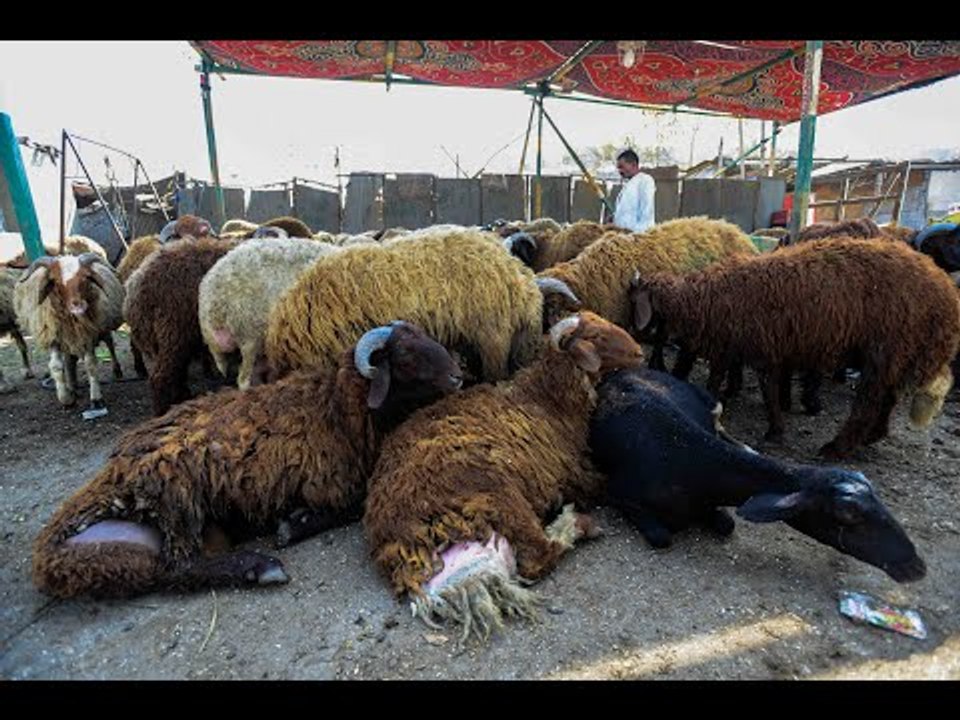 كلبة ترضع خروفاً  وجدل على السوشيال بين الحرام والحلال