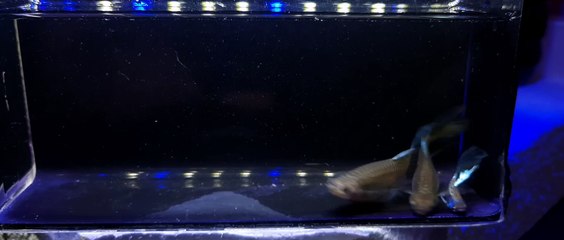 Ikan hias guppy cantik