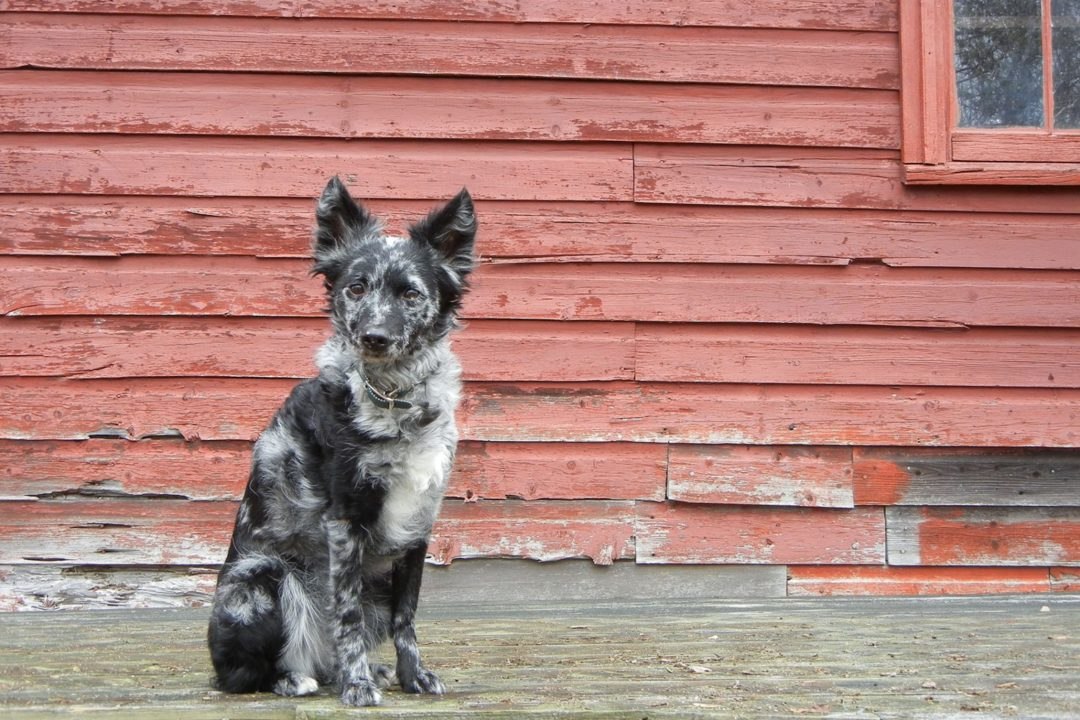 Meet the American Kennel Club’s Newest Recognized Dog Breeds