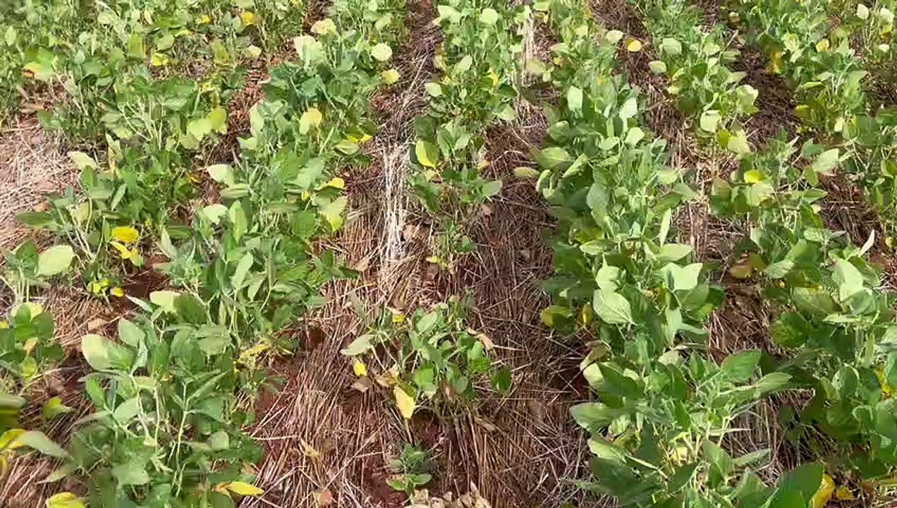 Seca verde atinge lavouras gaúchas