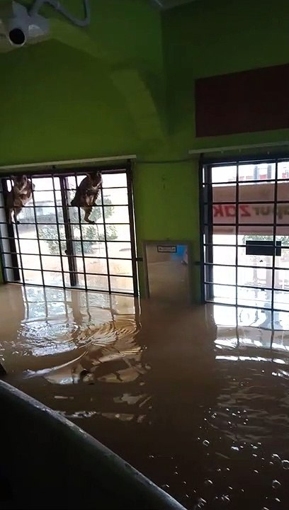Rescuing Cats From Flooded Mosque