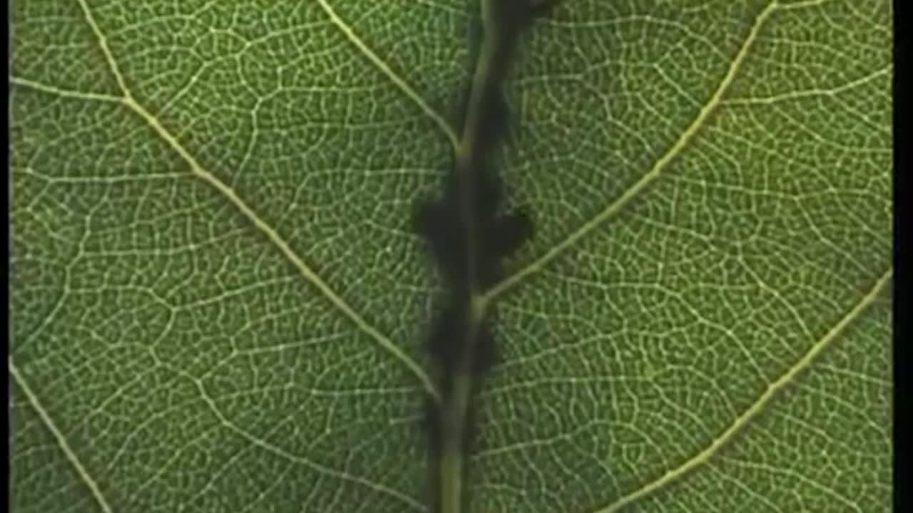 Microcosmos, le peuple de l'herbe